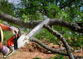 Best Fruit Tree Pruning  in Great Neck Estates, NY