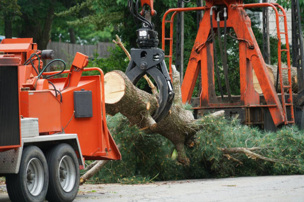 Professional Tree Removal in Great Neck Estates, NY